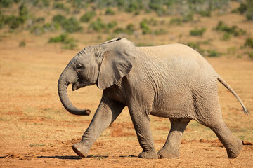 Fototapeta na wymiar African elephant walking
