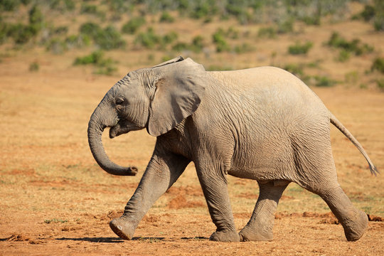 African Elephant Walking