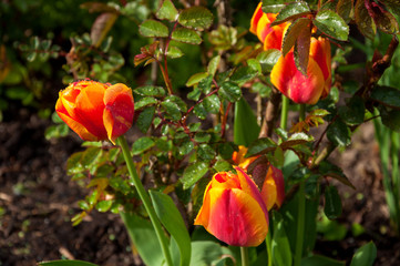 Tulpen im Regen