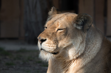 Obraz na płótnie Canvas Lioness in the sun