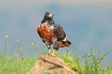A jackal buzzard perched on a rock
