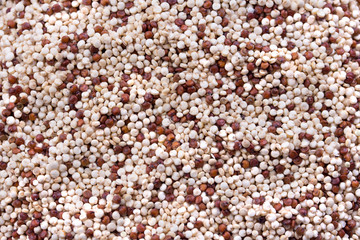 quinoa