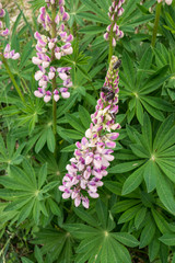 Lupine mit Rosenkäfer