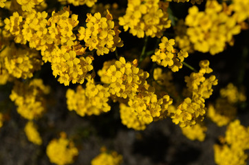 drobne żółte kwiaty