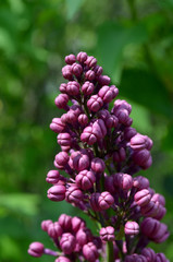 lilak pospolity kwiaty