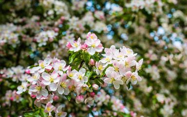 Budding and blossoming crabapple tree from close - obrazy, fototapety, plakaty