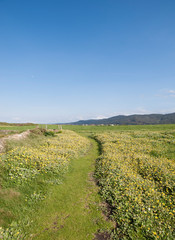 Grass meadow with flowers