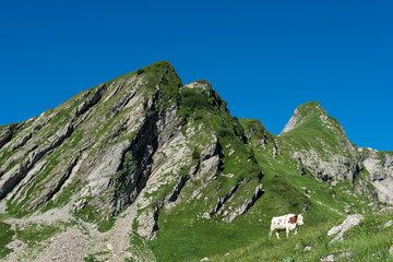Cows in a high mountain pasture - obrazy, fototapety, plakaty