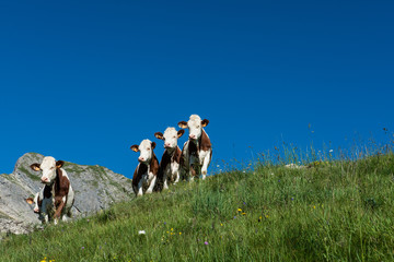 Cows in a high mountain pasture