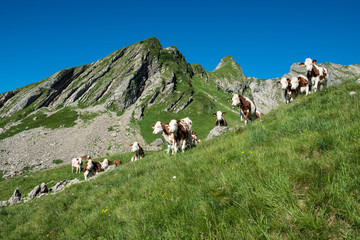 Cows in a high mountain pasture