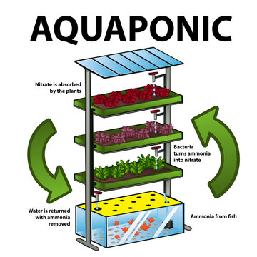 Aquaponic system
