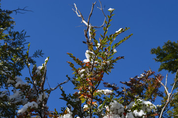 Branch of Nothofagus lenga tree against blue sky