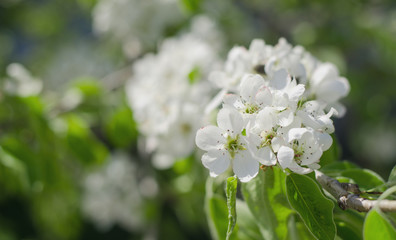 Inflorescence flower