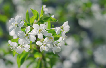 Inflorescence flower