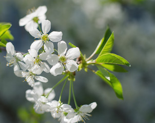 Inflorescence flower