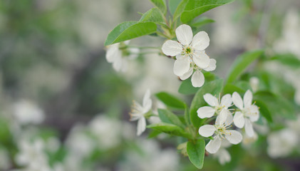 Inflorescence flower