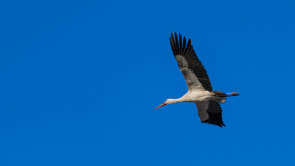 White stork flying overhead
