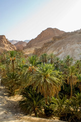 Fototapeta na wymiar Mountain oasis Chebika in Tunisia