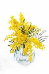 Bouquet of mimosa (silver wattle) in vase on white background