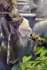 Crested Gecko