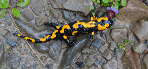 Fire Salamander in rain closeup