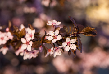 Blooming tree with pink flowers