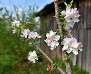 Blooming tree with pink flowers