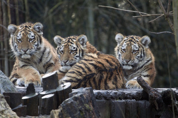 Three curious young tigers in a row