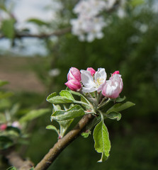 Blooming tree with pink flowers