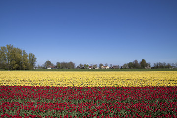 Red an yellow tulips on a blue sky.