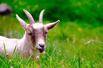 Billy goat in tall grass