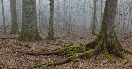 Obraz premium Very old deciduous stand in autumn