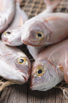 Fish Market