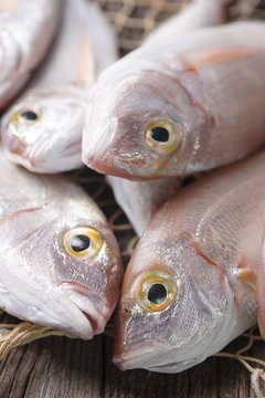 Fish