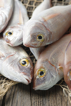 Fish