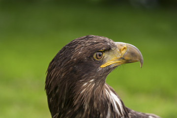 Portret jonge arend
