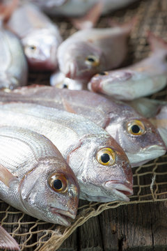 Fish