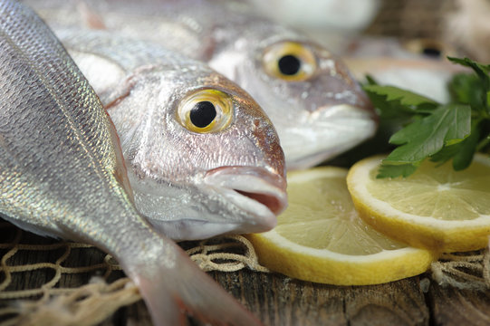 Fish