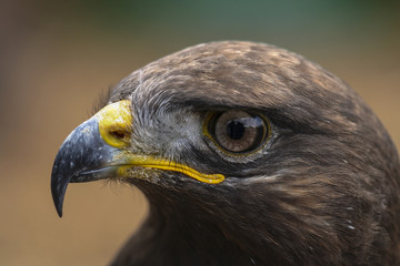Portret woestijnbuizerd