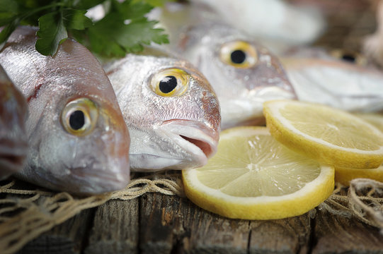 Fish