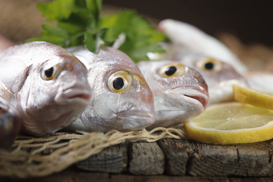 Fish