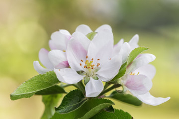 Apple blossom