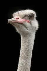 Afwasbaar Fotobehang Struisvogel Ostrich isolated