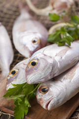Fish