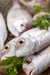 Fish