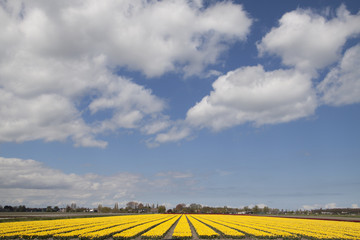 Fototapeta na wymiar Dutch yellow tulip fields in a vast landscape