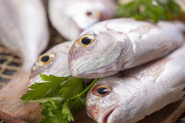 Fish