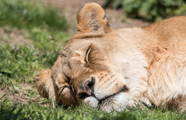Sleeping Lioness