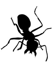 Ant silhouette