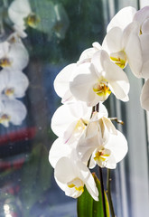 Flowers of white orchid